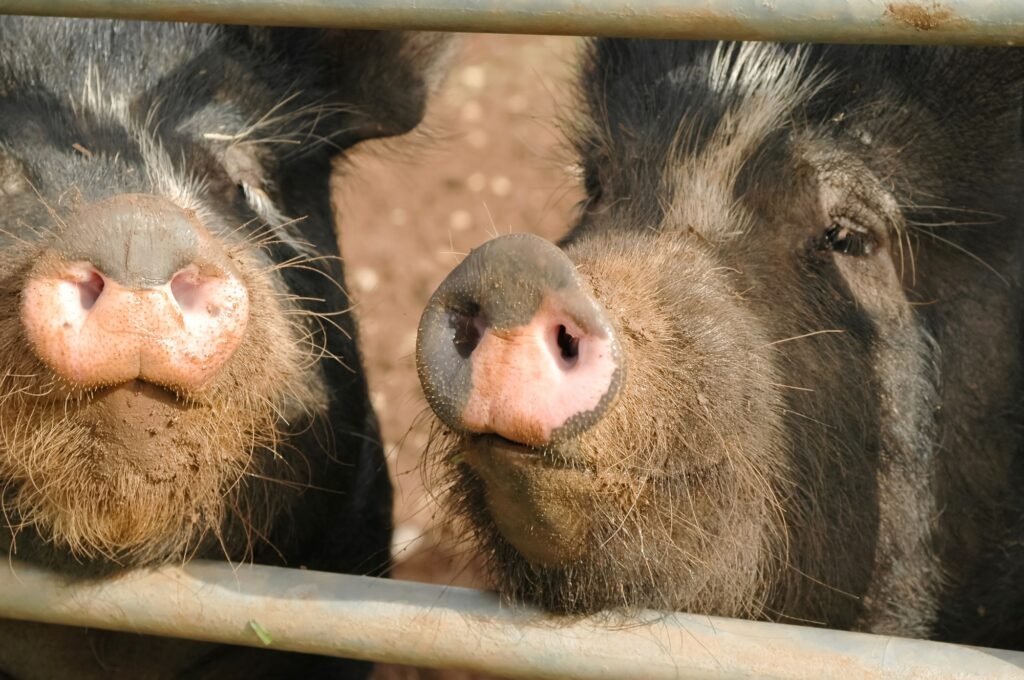 pig snouts